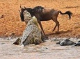 8 Days Masai Mara Wildebeest Migration Safari Adventures 2021