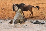 8 Days Masai Mara Wildebeest Migration Safari Adventures 2021