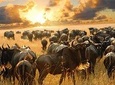6 Days Masai Mara Wildebeest Migration Safari Holiday
