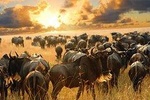 6 Days Masai Mara Wildebeest Migration Safari Holiday