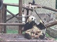 Private Tour by metro of Shanghai Zoo, Qibao Old Town and Shanghai Tower