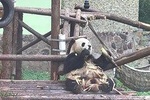 Private Tour by metro of Shanghai Zoo, Qibao Old Town and Shanghai Tower