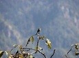 Bird-watching Hikes around Jibhi 