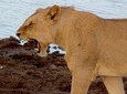 2 days safari Tsavo east