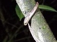Night Tour in Nuevo Arenal