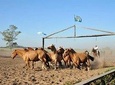 Gaucho Fiesta with lunch for Cruise Passengers (Shared Tour)
