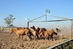 Gaucho Fiesta with lunch for Cruise Passengers (Shared Tour)