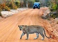 Yala Safari Day Trip from Mirissa, Weligama & Surroundings - All Inclusive