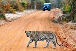 Yala Safari Day Trip from Mirissa, Weligama & Surroundings - All Inclusive