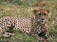 4 Days Kenya Great Safari To Great Maasai Mara Game Reserve