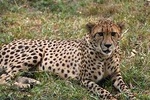 4 Days Kenya Great Safari To Great Maasai Mara Game Reserve