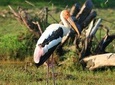 Half Day Safari in Bundala National Park from Hambantota Harbor
