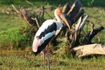 Half Day Safari in Bundala National Park from Hambantota Harbor