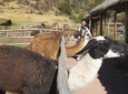 Pisac Ruins & Pisac Market With Alpacas Farm