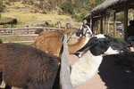 Pisac Ruins & Pisac Market With Alpacas Farm