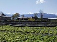 Wasabi Farm Discovery - Private Tour