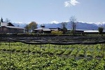 Wasabi Farm Discovery - Private Tour