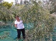 Olive harvest in Tuscany