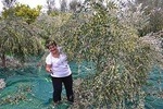 Olive harvest in Tuscany