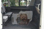 Pet Friendly Transportation Service In Cancun