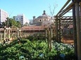 Kirstenbosch and Company Gardens
