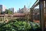 Kirstenbosch and Company Gardens
