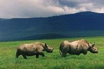 Tanzania Private Classic Safari - 7 Days