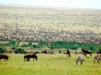  5 Days Masai Mara Wildebeest Migration Safari Packages 2021