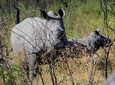 Rhino Encounter Game Drive in Victoria Falls !