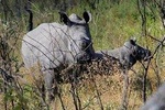 Rhino Encounter Game Drive in Victoria Falls !