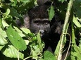 12 Day Affordable Safari-Gorilla and Primate Track Uganda