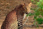 Yala National Park safari from Hikkaduwa