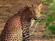 Yala Safari Day Trip from Galle , Unawatuna & Surroundings - All Inclusive