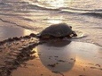 Premium Tour: Turtle Nesting Tour