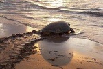 Premium Tour: Turtle Nesting Tour