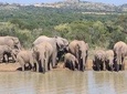 Pilanesberg Safari Tour