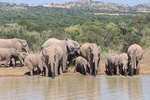 Pilanesberg Safari Tour