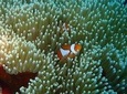 Cebu Kawasan Canyoneering, Pescador Island, Moalboal Turles & Sardines Journeys 