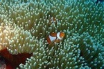 Cebu Kawasan Canyoneering, Pescador Island, Moalboal Turles & Sardines Journeys 