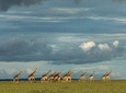 6 Days Kenya Lodge Safari Packages