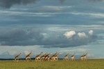 6 Days Kenya Lodge Safari Packages