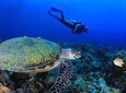 Discover Scuba Diving