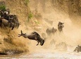 6 Days Masai Mara Wildebeest Migration Safari 2021