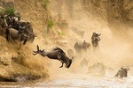 6 Days Masai Mara Wildebeest Migration Safari 2021