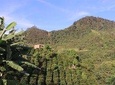 Coffee Farm Experience at La Palma & El Tucán