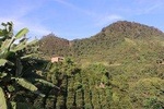 Coffee Farm Experience at La Palma & El Tucán