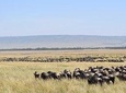 7 Days Kenya Lodge Safari Masai Mara, Lake Nakuru, Naivasha And Amboseli 
