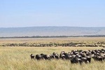 7 Days Kenya Lodge Safari Masai Mara, Lake Nakuru, Naivasha And Amboseli 