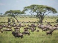 6 days 5 nights safari Ngorongoro, Serengeti and Tarangire National Parks
