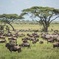 4 days safari in Tanzania